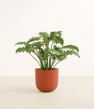 Load image into Gallery viewer, Earth Red*****Profile
