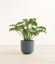 Load image into Gallery viewer, Iron Gray*****Profile
