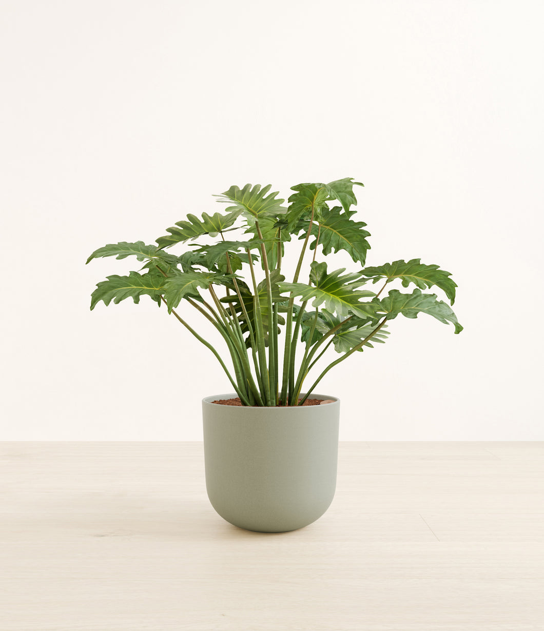 Sage Green*****Profile