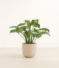 Load image into Gallery viewer, Sandy Pink*****Profile
