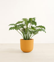 Load image into Gallery viewer, Sunset Orange*****Profile
