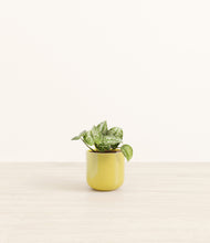 Load image into Gallery viewer, Key Lime Yellow*****Profile
