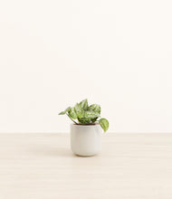 Load image into Gallery viewer, Cotton White*****Profile
