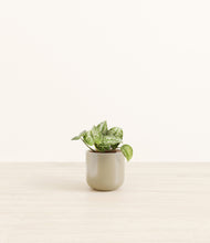Load image into Gallery viewer, Sage Green*****Profile
