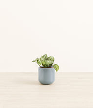 Load image into Gallery viewer, Misty Blue*****Profile

