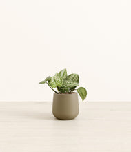 Load image into Gallery viewer, Olive*****Profile
