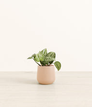 Load image into Gallery viewer, Gentle Pink*****Profile
