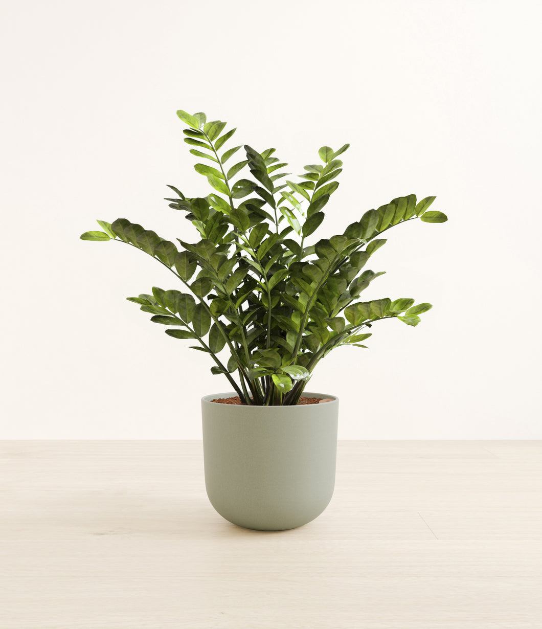 Sage Green*****Profile