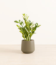Load image into Gallery viewer, Olive*****Profile
