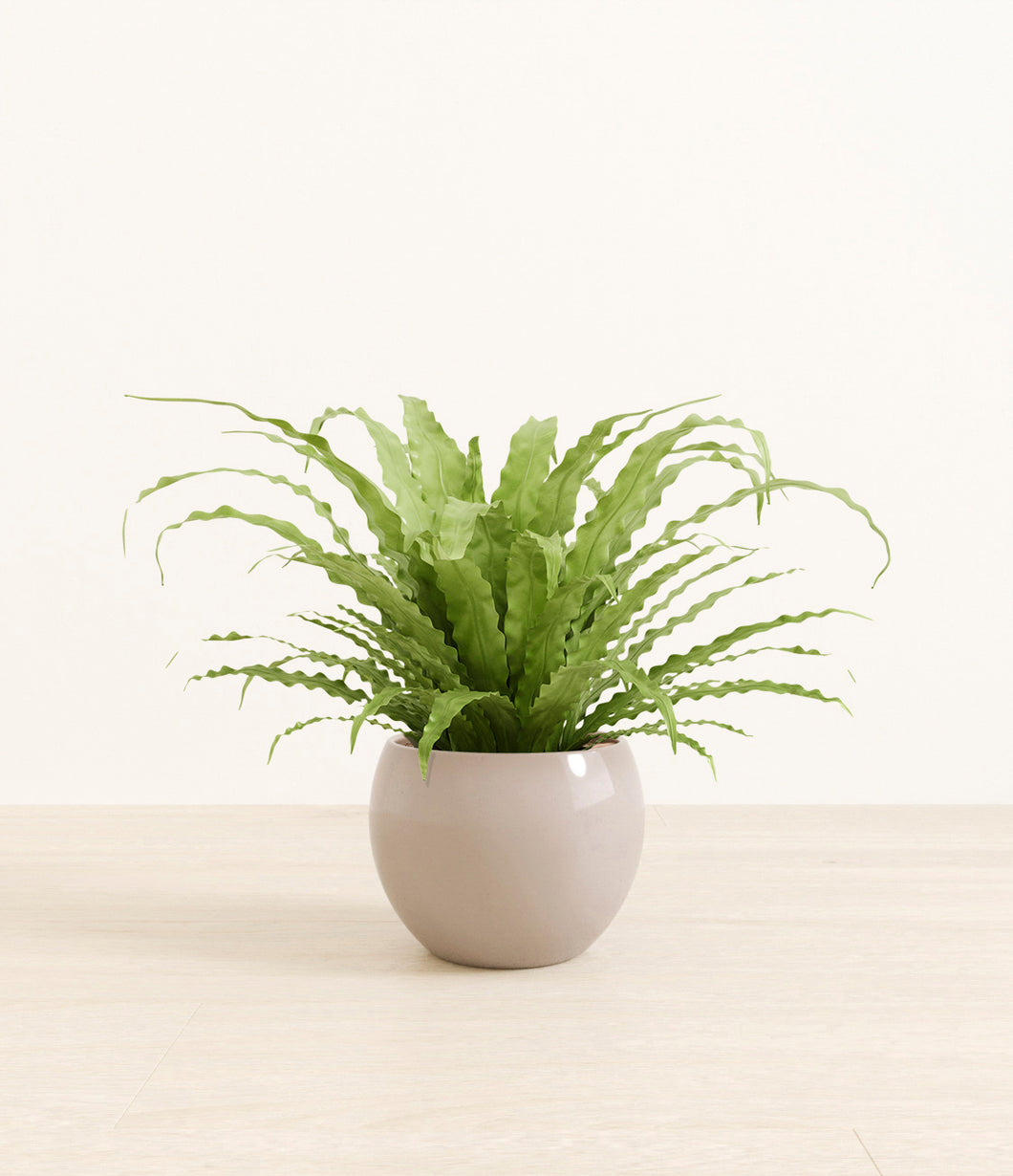 Desert Brown*****Profile