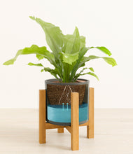 Load image into Gallery viewer, Dark Olive stand:light
