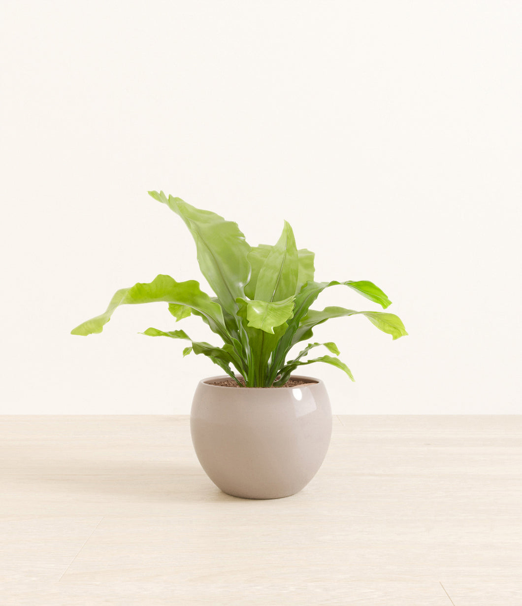 Desert Brown*****Profile