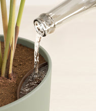 Load image into Gallery viewer, Sage Green stand:all
