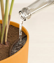 Load image into Gallery viewer, Sunset Orange stand:all
